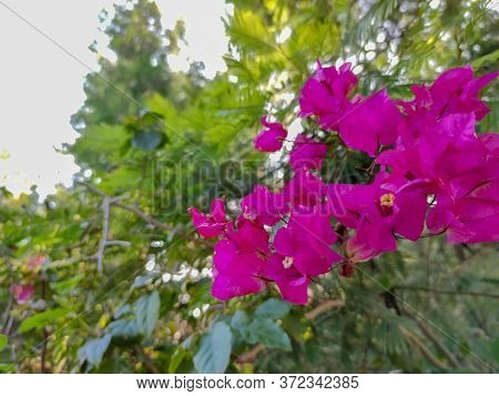 Beautiful Purple Flowers Next To Green Plants