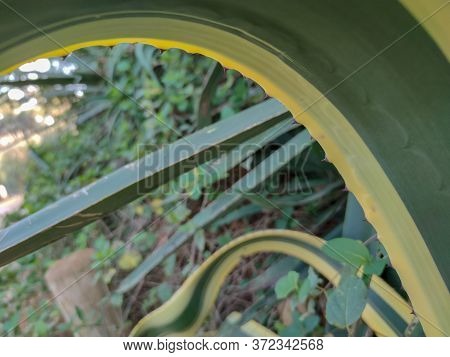 A Beautiful Green Plants In The Forest