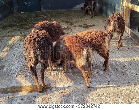 A Group Of Brown Sheep In The Zoo
