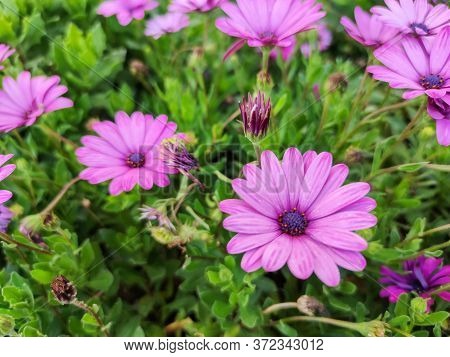 Beautiful Purple Flowers Next To Green Plants