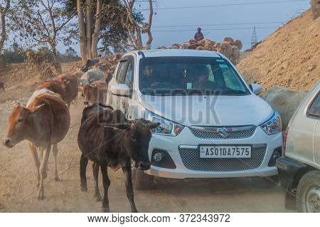 Kaziranga, India - January 29, 2017: Cars And Cows At The Access Road To Kaziranga National Park.