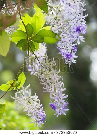 Sandpaper Vine Purple Wreath Flower Bunch Purple Bouquet Of Five Petals Like A Five Pointed Petal Bl