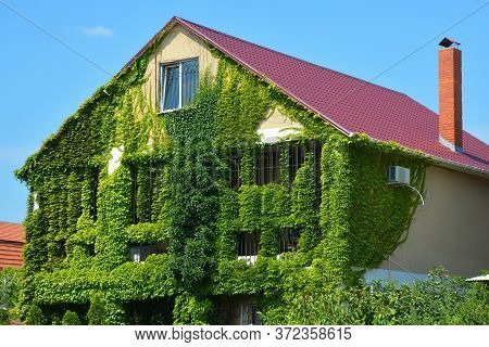 Self-clinging Climber Boston Ivy Vine, Japanese Creeper Or Parthenocissus Tricuspidata Veitchii Cove