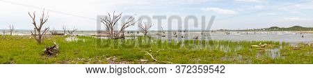 Dead Trees In The Old Town San Antonio De Padilla, Emerges From The Water During Low Tide Of The Vic