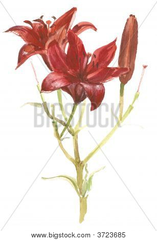 Red Lily