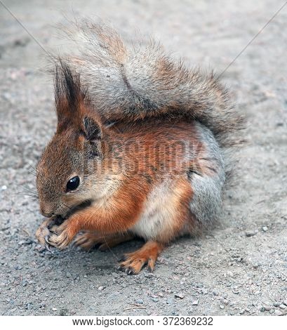 Red Squirrel On Ground