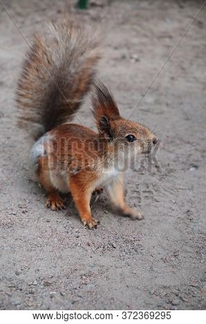 Red Squirrel On Ground