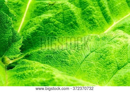 Background Green Textured Vibrant Color Leaf. Graphic Ressource