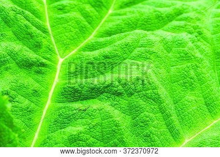 Background Green Textured Vibrant Color Leaf. Graphic Ressource