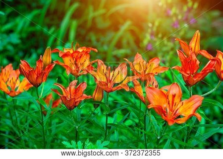 Bright Orange Lilly Flower On Green Leaves In The Garden In Spring And Summer.