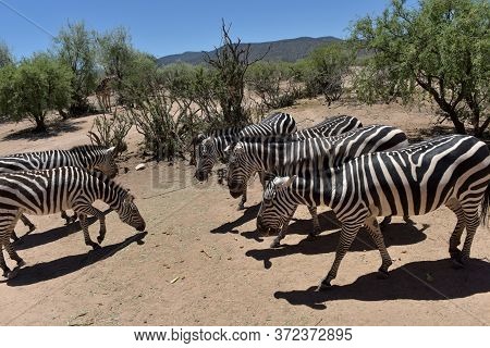 Zebras
