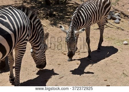 Zebras