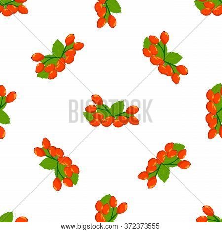 Illustration On Theme Big Colored Seamless Rose Hip, Bright Berry Pattern For Seal. Berry Pattern Co