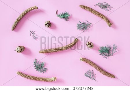 Twigs Of Juniper And Cones On Pink Background. Flat Lay