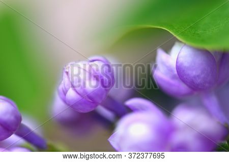 Beautiful Pastel Flowers Close Up. Floral Background