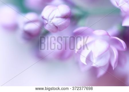 Beautiful Pastel Flowers Close Up. Floral Background