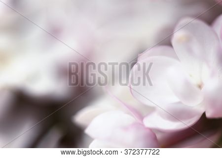 Beautiful Pastel Flowers Close Up. Floral Background