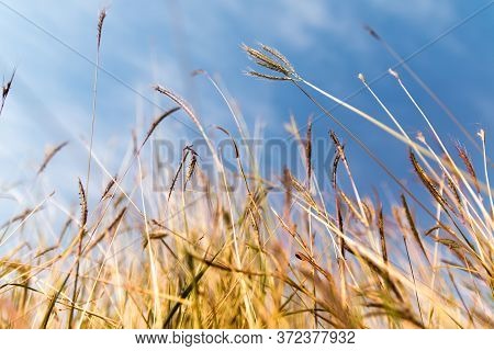 The Grassland That Are Golden-yellow In The Forest With The Clear Bright Blue Sky.lopburi,thailand