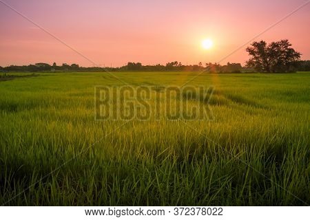 The Green Rice Plants On Field In The Morning During The Sunrise And The Sky Is Bright.lopburi,thail