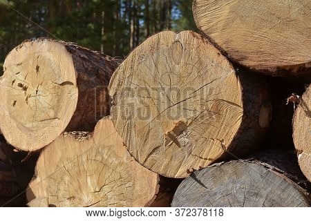 Large Trees Felled