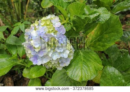 Close-up Of Blooming Blue Hydrangea Flower Against Dark Green Leaves Background. Hydrangea Macrophyl