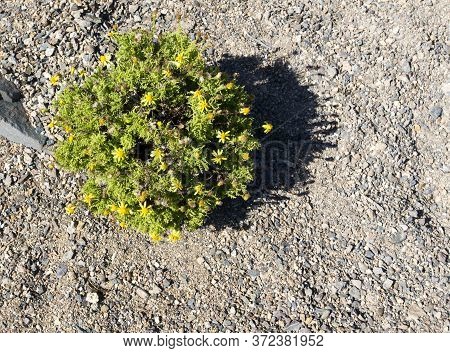 Spontaneous Plant In Pan De Azucar Desert, Chile