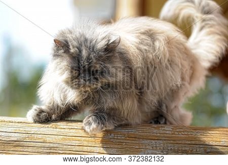 Gray Persian Cat