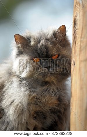 Gray Persian Cat