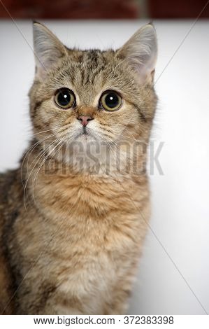 British Tabby Cat On A Light Background