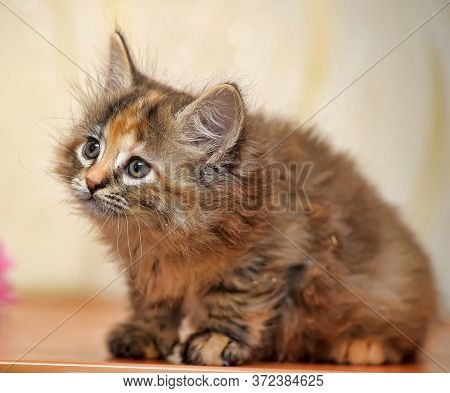 Beautiful Fluffy Tri-color Kitten In A Cattery