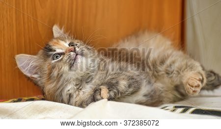Beautiful Fluffy Tri-color Kitten In A Cattery