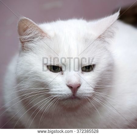 Big White Cat