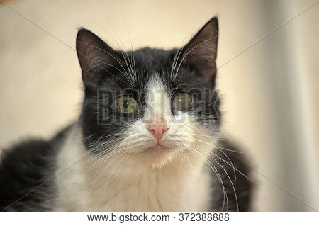 Oid Sick Cat With Cataract Close Up