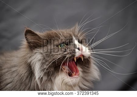 The Cat Hisses, Aggressive Domestic Cat  Close Up
