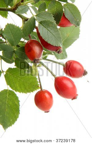 กุหลาบสุกทันในสาขามีใบ แยกต่างหากบนพื้นสีขาว