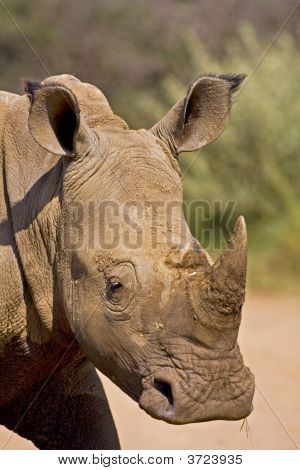 white Rhino Kopfschuss