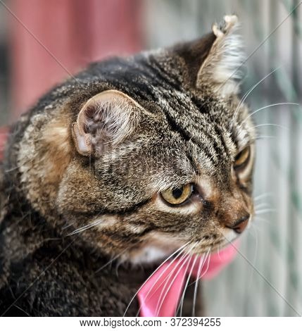 Cat Show Distribution Of Animals From The Shelter
