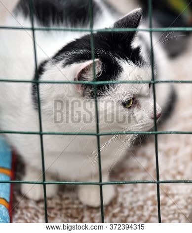 Cat Show Distribution Of Animals From The Shelter