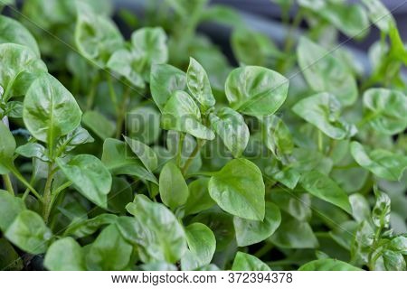 Fresh Green Vegetable Brazilian Spinach Also Known As Sissoo Spinach Or Samba Lettuce Plant Growing 