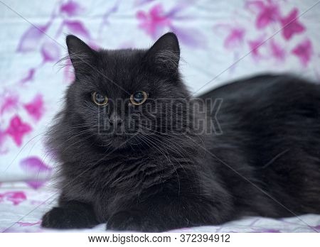 Furry Black Cat, Tiffany