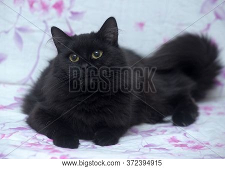 Furry Black Cat, Tiffany