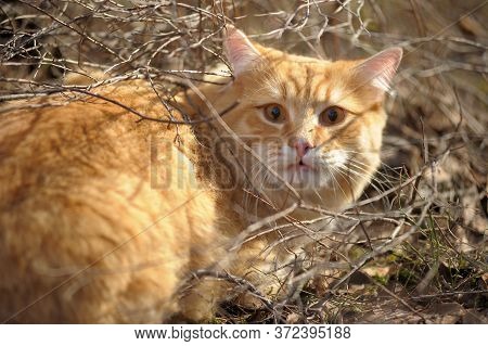 Carefully Looking Ginger Cat In The Woods
