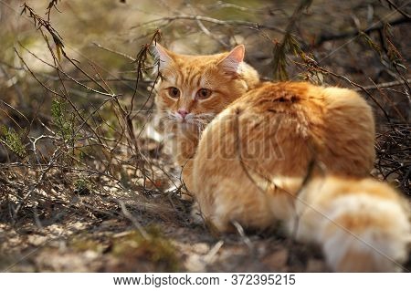 Carefully Looking Ginger Cat In The Woods