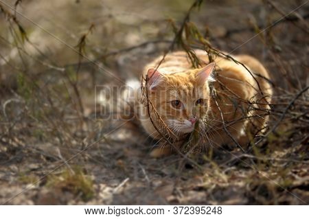 Carefully Looking Ginger Cat In The Woods Among The Tall Grass And Flowers