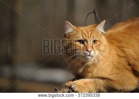 Beautiful Red Cat Sleeping On Plum Tree Branch In Garden.
