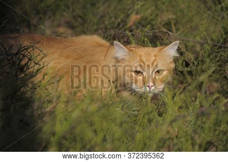 Carefully Looking Ginger Cat In The Woods