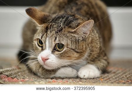Frightened Tabby Cat At Home Close Up