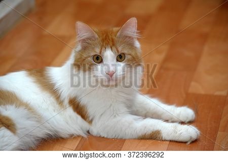 White With A Red Fluffy Cat Lies On The Floor