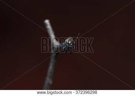 Ant Mimicking Jumping Spider(myrmarachne Japonica) On A Branch