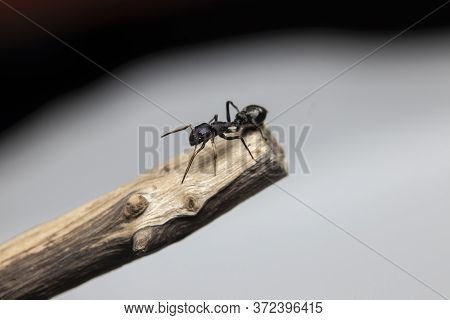 Ant Mimicking Jumping Spider(myrmarachne Japonica) On A Branch